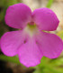 Tučnice mexická - Pinguicula moctezumae - semena - 13 ks