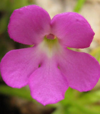 Tučnice mexická - Pinguicula moctezumae - semena - 13 ks