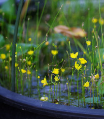 Bublinatka šídlovitá - Utricularia subulata - semena - 15 ks
