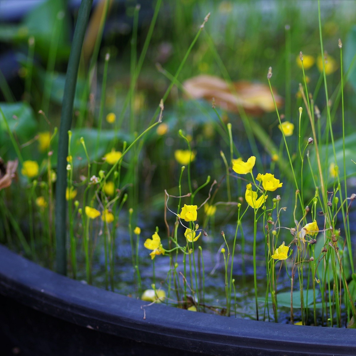 Bublinatka šídlovitá - Utricularia subulata - semena - 15 ks