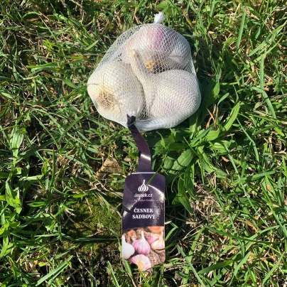 Sadbový česnek Rusinka - Allium sativum - paličák - cibule česneku - 1 balení