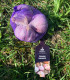 Sadbový česnek Slavin II - Allium sativum - paličák - 1 balení
