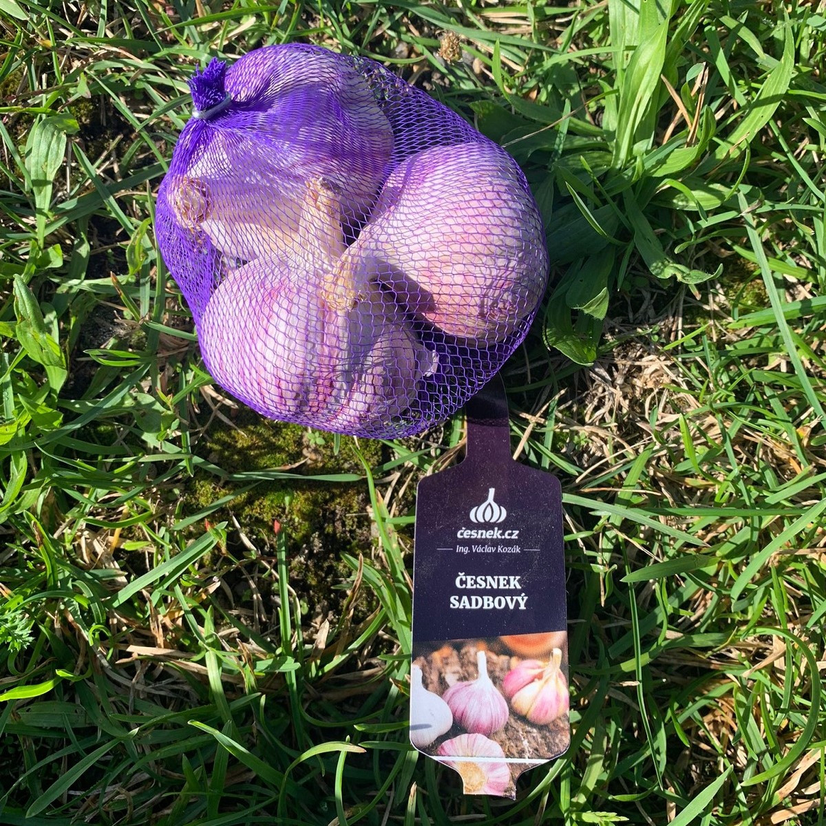 Sadbový česnek Slavin II - Allium sativum - paličák - 1 balení