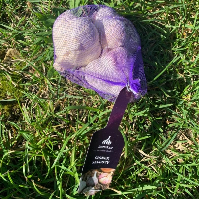 Sadbový česnek Havran - Allium sativum - paličák - cibuloviny česneku - 1 balení