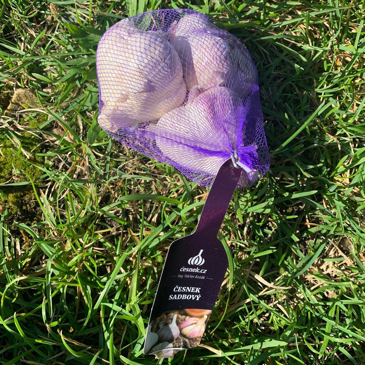 Sadbový česnek Havran - Allium sativum - paličák - cibuloviny česneku - 1 balení