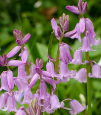 Hyacintovec španělský růžový - Hyacinthoides hispanica - cibuloviny - 5 ks