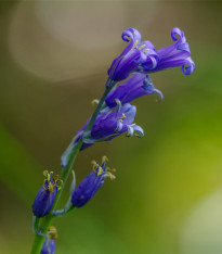 Hyacintovec britský - Hyacinthoides non scripta - cibuloviny - 5 ks