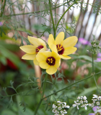 Duhovice Yellow Emperor - Ixias - cibuloviny - 3 ks