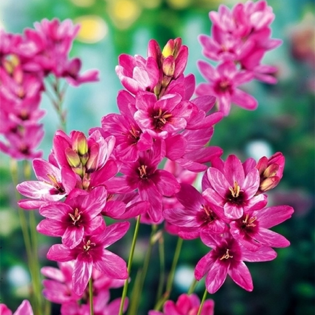 Duhovice Mabel - Ixias - cibuloviny - 3 ks