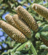 Jedle španělská - Abies pinsapo - semena - 7 ks