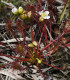 Rosnatka prostřední - Drosera intermedia - semena - 10 ks