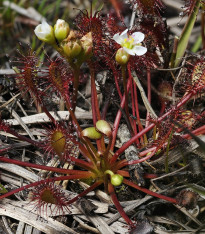 Rosnatka prostřední - Drosera intermedia - semena - 10 ks
