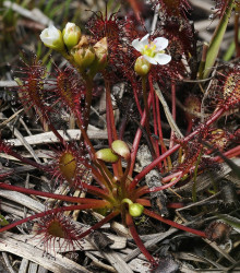 Semena rosnatky – Rosnatka prostřední – Drosera intermedia