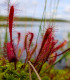 Rosnatka kapská Dark maroon - Drosera capensis - semena - 10 ks