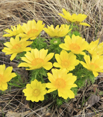 Hlaváček jarní - Adonis vernalis - semena - 50 ks