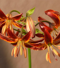 Lilie Martagon Arabian Knight - Lilium - cibuloviny - 1 ks