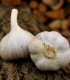 Sadbový česnek Bjetin - Allium sativum - paličák - cibuloviny - 1 balení