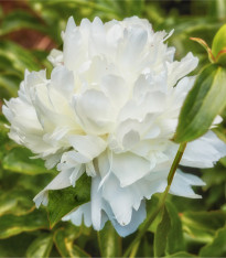 Pivoňka Shirley Temple - Paeonia lactiflora - cibuloviny - 1 ks