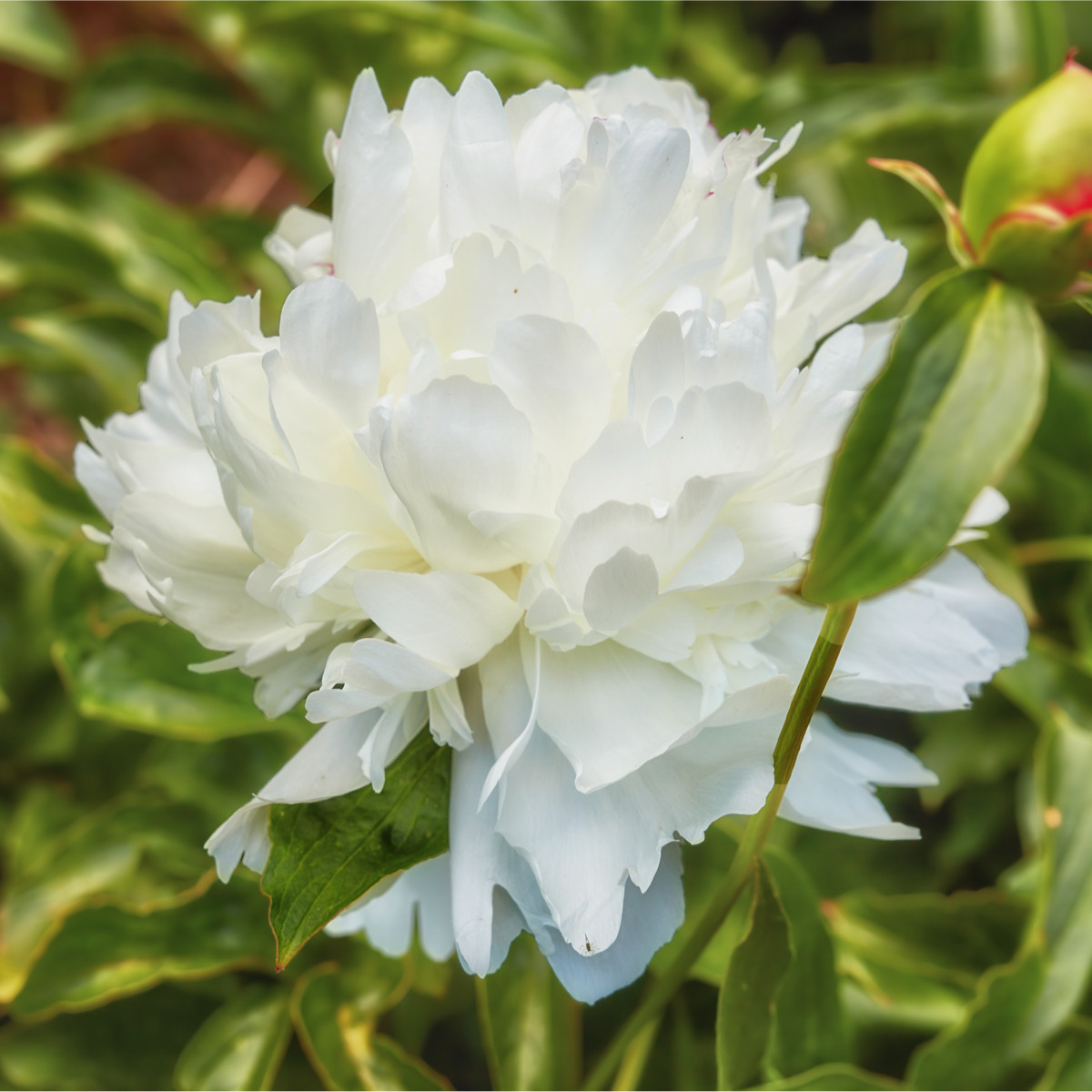 Pivoňka Shirley Temple - Paeonia lactiflora - cibuloviny - 1 ks