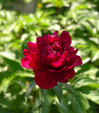 Pivoňka Madame Gaudichau - Paeonia lactiflora - cibuloviny - 1 ks