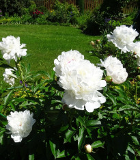 Pivoňka Gardenia - Paeonia lactiflora - cibuloviny - 1 ks