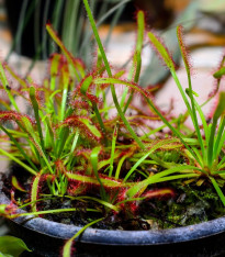 Rosnatka kapská Compact Rosette - Drosera capensis - semena - 15 ks