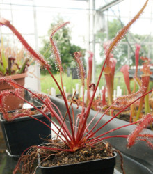 Semena rosnatky – Rosnatka Red plant – Drosera capensis