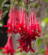 Fuchsie bolívijská - Fuchsia boliviana - semena - 15 ks