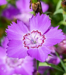 Hvozdík sibiřský - Dianthus amurensis - semena - 100 ks
