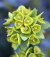 Pryšec statný - Euphorbia characias - semena - 18 ks