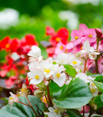 Begonie Nightlife Mix F1 - Begonia semperflorens - semena - 12 ks