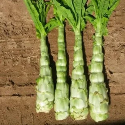 Povíjnice vodní - Špenát vodní - Ipomoea aquatic - semena - 15 ks