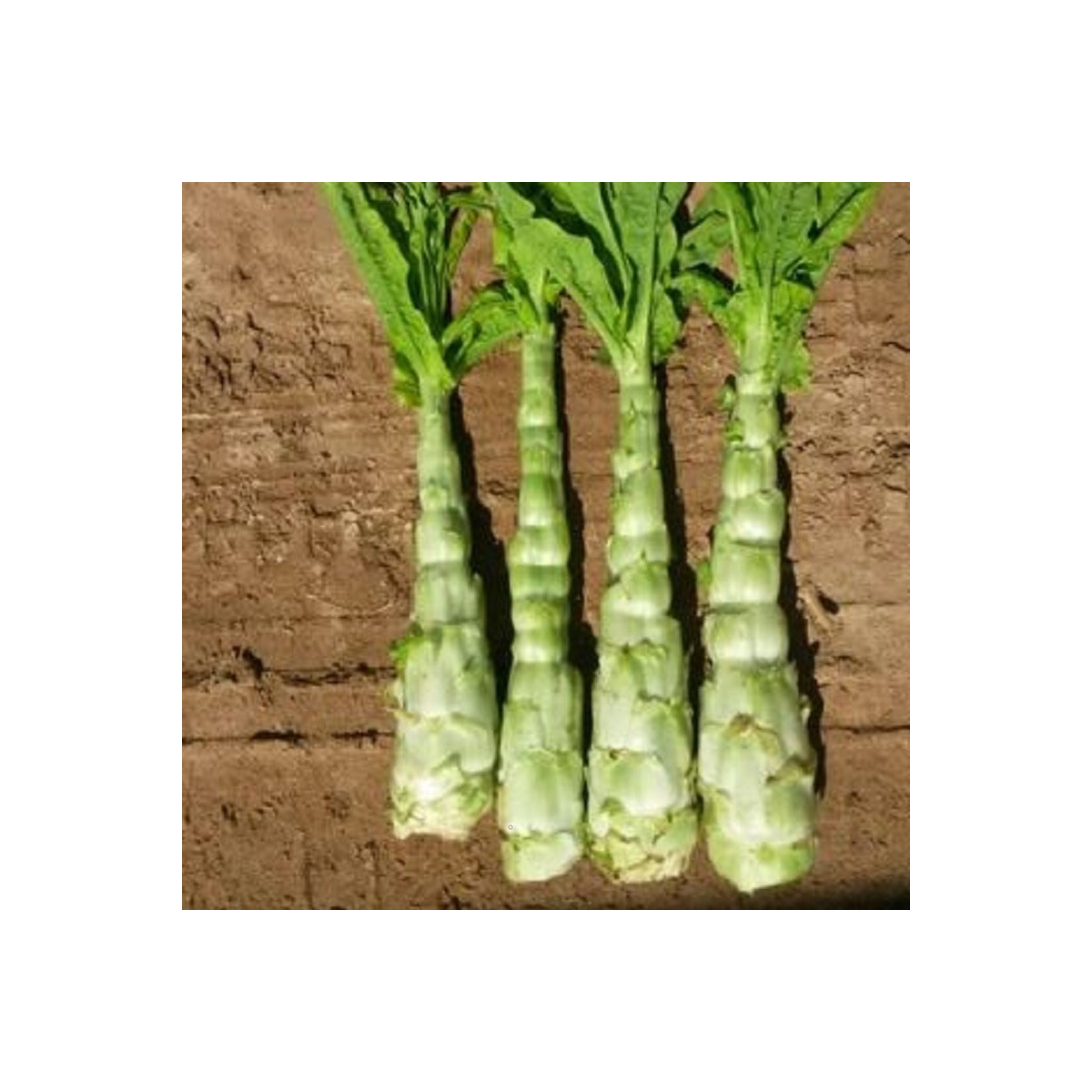 Povíjnice vodní - Špenát vodní - Ipomoea aquatic - semena - 15 ks