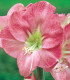 Hvězdník Susan - Hippeastrum - cibuloviny - 1 ks