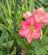 Hvězdník Susan - Hippeastrum - cibuloviny - 1 ks