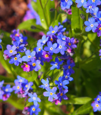 Pomněnka alpinská zakrslá - Myosotis alpestris - semena - 700 ks
