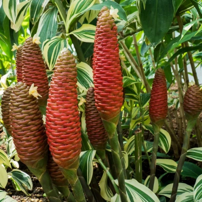 Zázvor bengálský - Zingiber rubens - semena - 4 ks