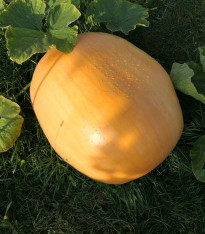 Dýně obrovská F1 Atlantic giant - Cucurbita pepo - semena - 4 ks