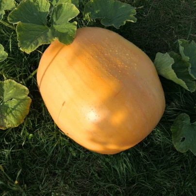 Dýně obrovská F1 Atlantic giant - Cucurbita pepo - semena - 4 ks