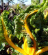 Mangold žlutý Giallo - Beta vulgaris - semena - 60 ks