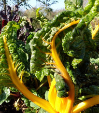 Mangold žlutý Giallo - Beta vulgaris - semena - 60 ks