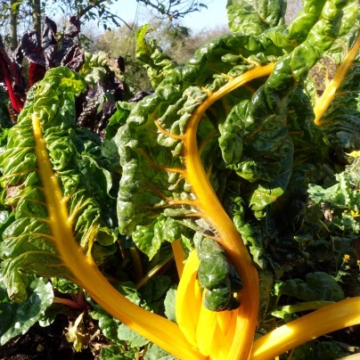 Mangold žlutý Giallo - Beta vulgaris - semena - 60 ks
