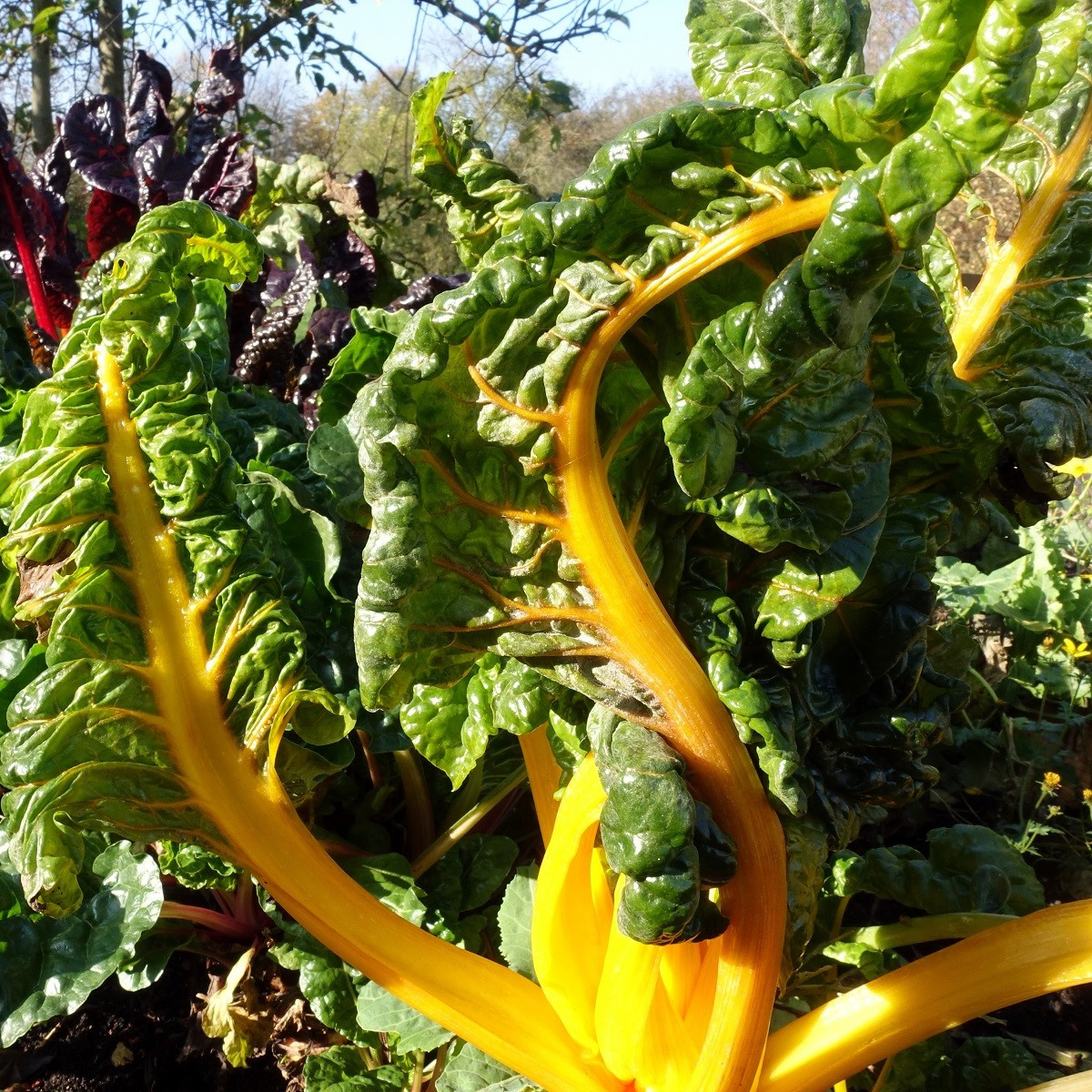 Mangold žlutý Giallo - Beta vulgaris - semena - 60 ks