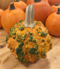 Tykev Knuckle Head F1 - Cucurbita pepo - semena - 4 ks