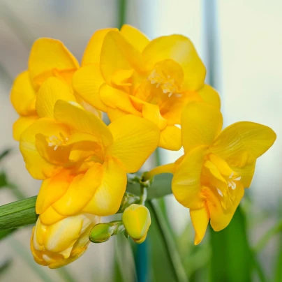 Frézie plnokvětá žlutá - Freesia - cibuloviny - 3 ks