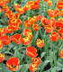 Tulipán Banja Luka - Tulipa - cibuloviny - 3 ks