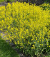 Boryt barvířský - Isatis tinctoria - semena - 8 ks