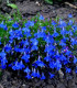 Lobelka drobná Crystal Palace - Lobelia erinus - semena - 1000 ks