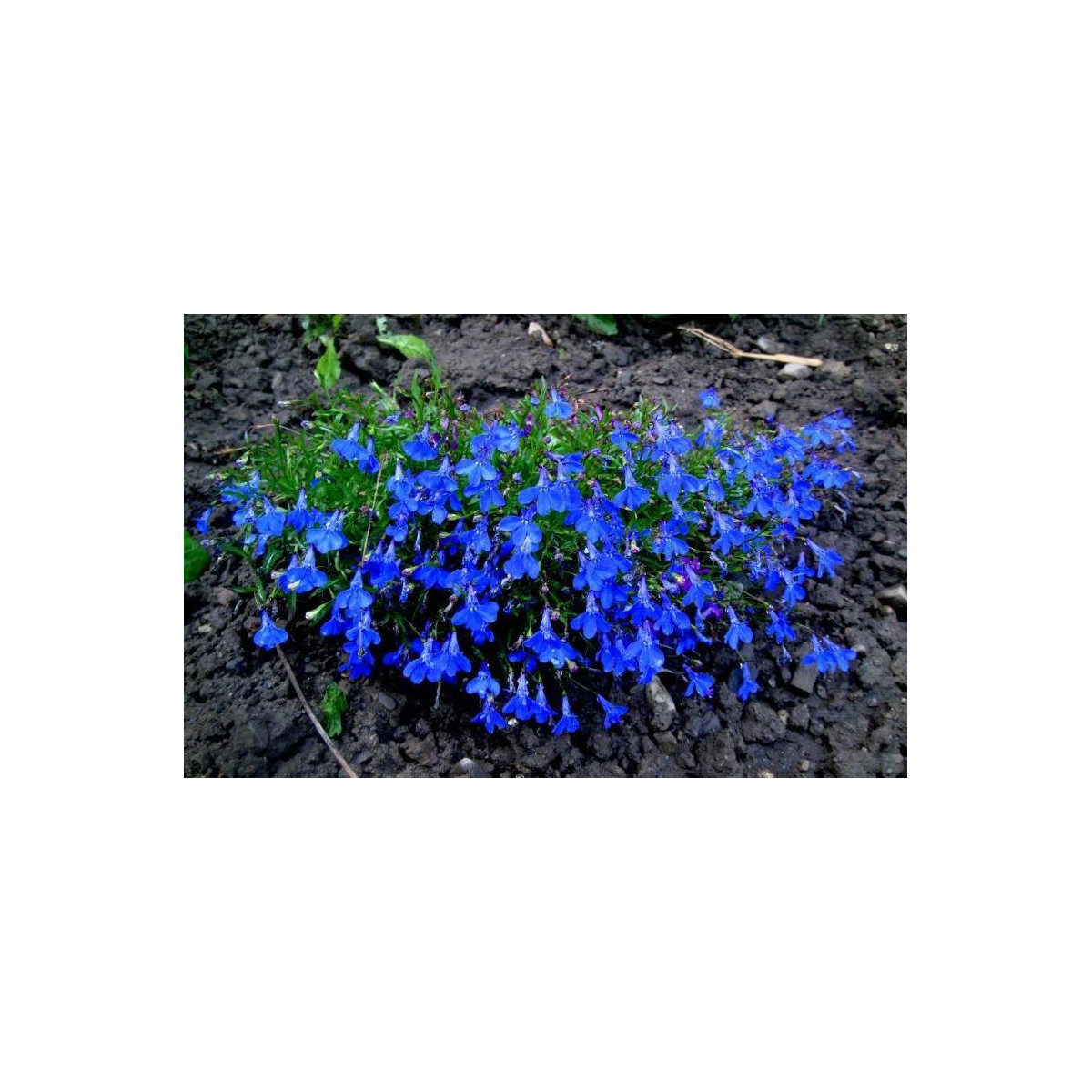 Lobelka drobná Crystal Palace - Lobelia erinus - semena - 1000 ks