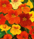 Lichořeřišnice nízká směs barev - Kapucínka - Tropaeolum majus nanum - semena - 10 ks